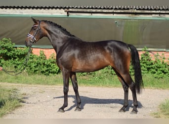 Hannoveriano, Yegua, 3 años, Castaño