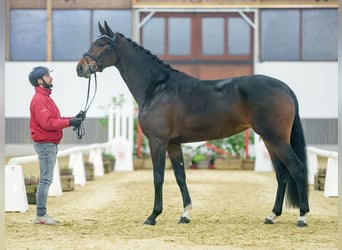 Hannoveriano, Yegua, 3 años, Castaño oscuro