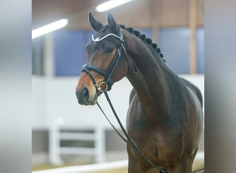 Hannoveriano, Yegua, 3 años, Castaño oscuro