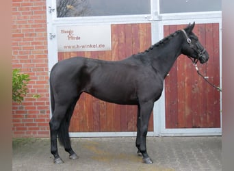 Hannoveriano, Yegua, 4 años, 153 cm, Negro