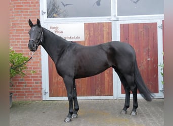 Hannoveriano, Yegua, 4 años, 153 cm, Negro