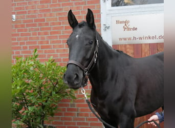 Hannoveriano, Yegua, 4 años, 153 cm, Negro