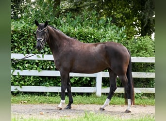 Hannoveriano, Yegua, 4 años, 155 cm, Negro