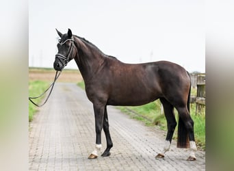 Hannoveriano, Yegua, 4 años, 155 cm, Negro