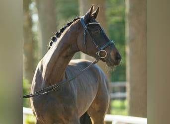 Hannoveriano, Yegua, 4 años, 160 cm, Castaño oscuro