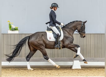 Hannoveriano, Yegua, 4 años, 160 cm, Castaño oscuro