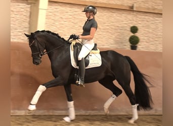 Hannoveriano, Yegua, 4 años, 160 cm, Negro