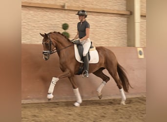 Hannoveriano, Yegua, 4 años, 161 cm, Alazán-tostado