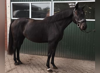 Hannoveriano, Yegua, 4 años, 161 cm, Negro