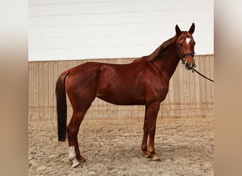 Hannoveriano, Yegua, 4 años, 162 cm, Alazán