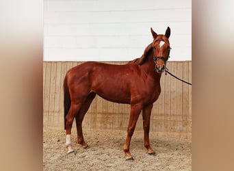 Hannoveriano, Yegua, 4 años, 162 cm, Alazán