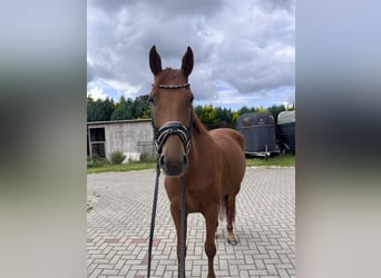 Hannoveriano, Yegua, 4 años, 163 cm, Alazán-tostado