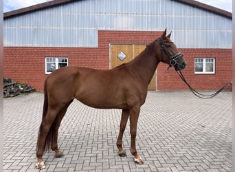 Hannoveriano, Yegua, 4 años, 163 cm, Alazán-tostado