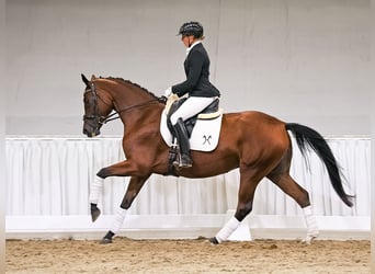 Hannoveriano, Yegua, 4 años, 163 cm, Castaño
