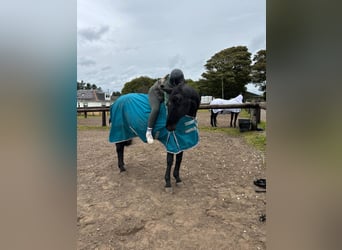 Hannoveriano, Yegua, 4 años, 163 cm, Castaño oscuro