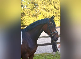 Hannoveriano, Yegua, 4 años, 163 cm, Castaño oscuro