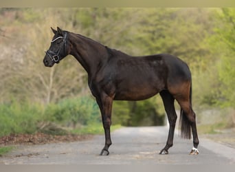 Hannoveriano, Yegua, 4 años, 163 cm, Castaño oscuro
