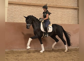Hannoveriano, Yegua, 4 años, 163 cm, Negro