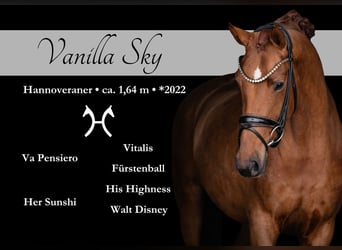 Hannoveriano, Yegua, 4 años, 164 cm, Alazán