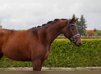 Hannoveriano, Yegua, 4 años, 164 cm, Castaño