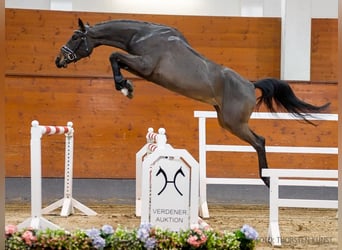 Hannoveriano, Yegua, 4 años, 164 cm, Castaño