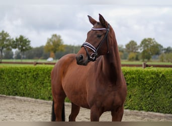 Hannoveriano, Yegua, 4 años, 164 cm, Castaño