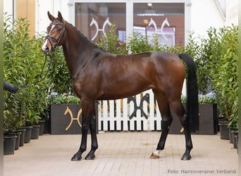 Hannoveriano, Yegua, 4 años, 164 cm, Castaño oscuro