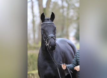 Hannoveriano, Yegua, 4 años, 164 cm, Negro