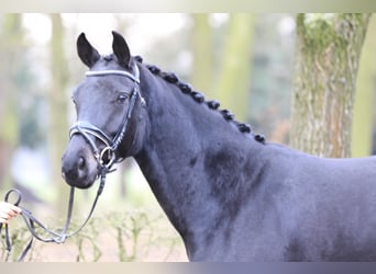 Hannoveriano, Yegua, 4 años, 164 cm, Negro