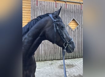 Hannoveriano, Yegua, 4 años, 164 cm, Negro