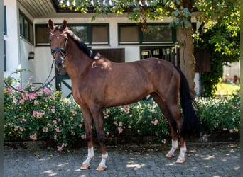 Hannoveriano, Yegua, 4 años, 165 cm, Alazán