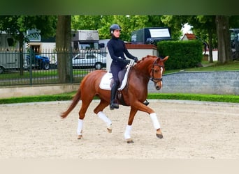 Hannoveriano, Yegua, 4 años, 165 cm, Alazán-tostado