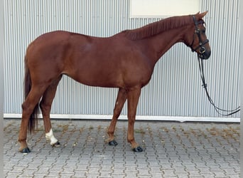 Hannoveriano, Yegua, 4 años, 165 cm, Alazán-tostado