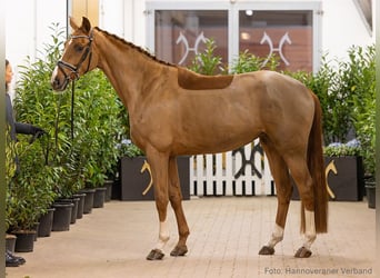 Hannoveriano, Yegua, 4 años, 165 cm, Alazán-tostado