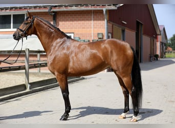 Hannoveriano, Yegua, 4 años, 165 cm, Castaño