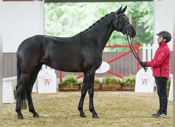 Hannoveriano, Yegua, 4 años, 165 cm, Castaño