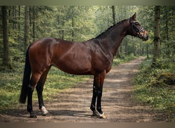 Hannoveriano, Yegua, 4 años, 165 cm, Castaño oscuro