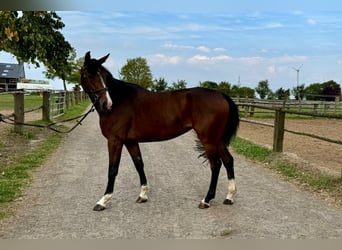 Hannoveriano, Yegua, 4 años, 165 cm, Castaño oscuro