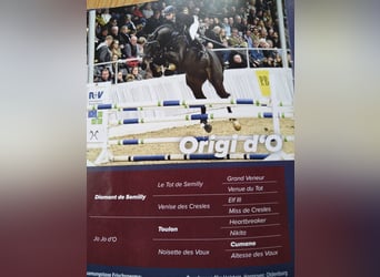 Hannoveriano, Yegua, 4 años, 165 cm, Castaño oscuro