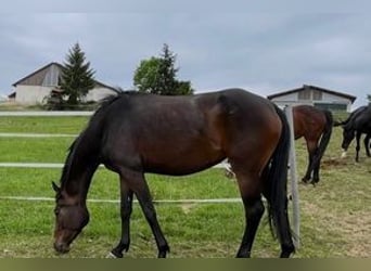 Hannoveriano, Yegua, 4 años, 165 cm, Morcillo