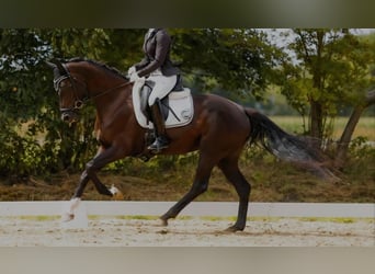 Hannoveriano, Yegua, 4 años, 165 cm, Negro