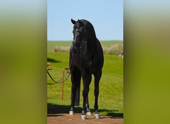 Hannoveriano, Yegua, 4 años, 165 cm, Negro