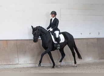 Hannoveriano, Yegua, 4 años, 165 cm, Negro