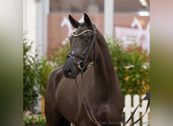 Hannoveriano, Yegua, 4 años, 165 cm, Negro