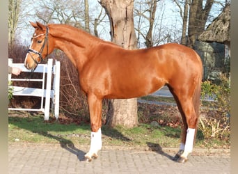 Hannoveriano, Yegua, 4 años, 166 cm, Alazán