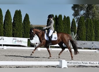 Hannoveriano, Yegua, 4 años, 166 cm, Alazán