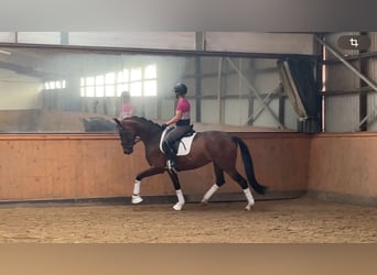 Hannoveriano, Yegua, 4 años, 166 cm, Castaño