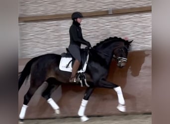 Hannoveriano, Yegua, 4 años, 166 cm, Castaño oscuro