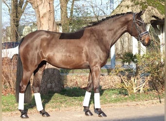 Hannoveriano, Yegua, 4 años, 166 cm, Castaño oscuro