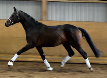 Hannoveriano, Yegua, 4 años, 166 cm, Castaño oscuro